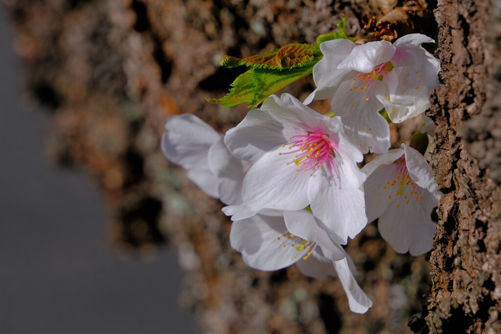散歩の途中で。１