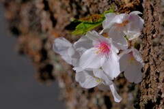 散歩の途中で。１