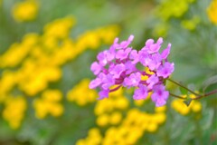 散歩の途中で、４