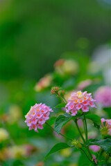 散歩の途中で。