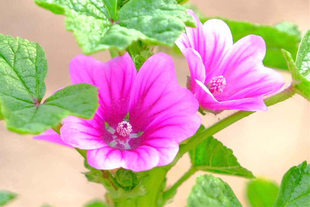 散歩の途中で。6