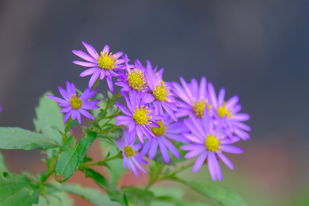 散歩の途中で。⑦