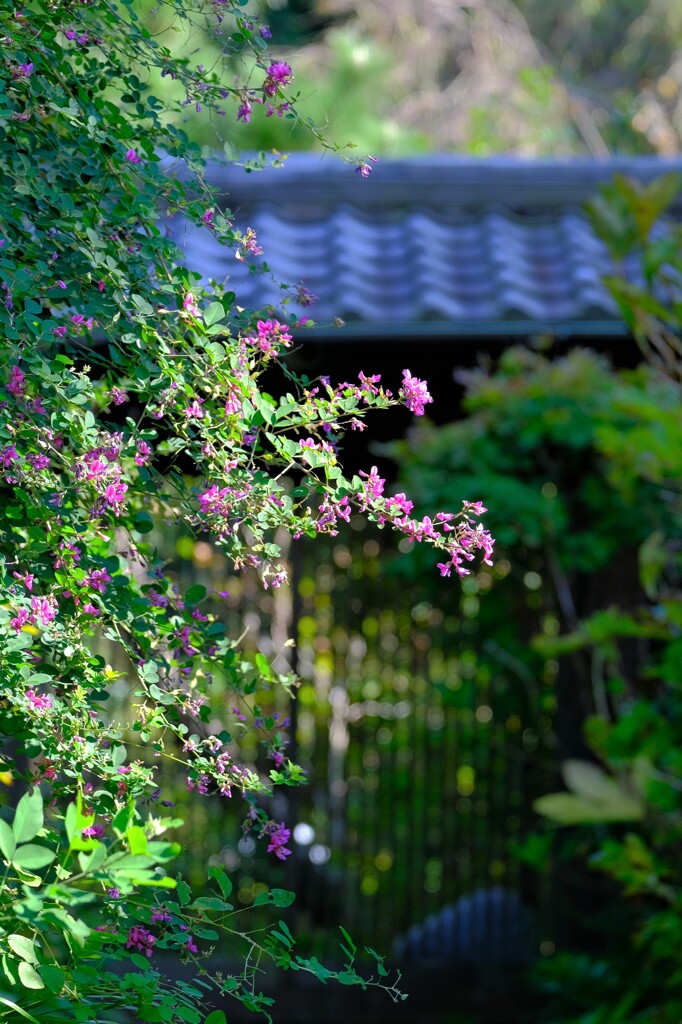 散歩の途中で。Ⅲ