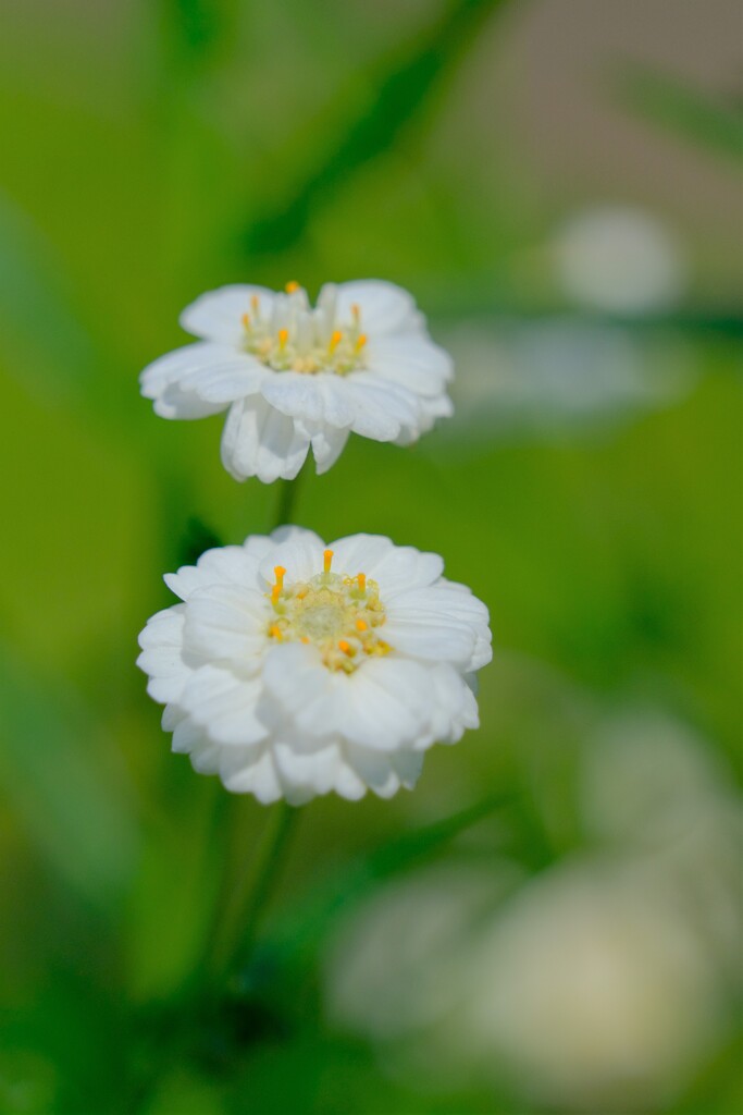 散歩の途中で。1