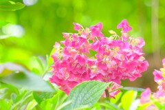 (9)散歩の途中で。2