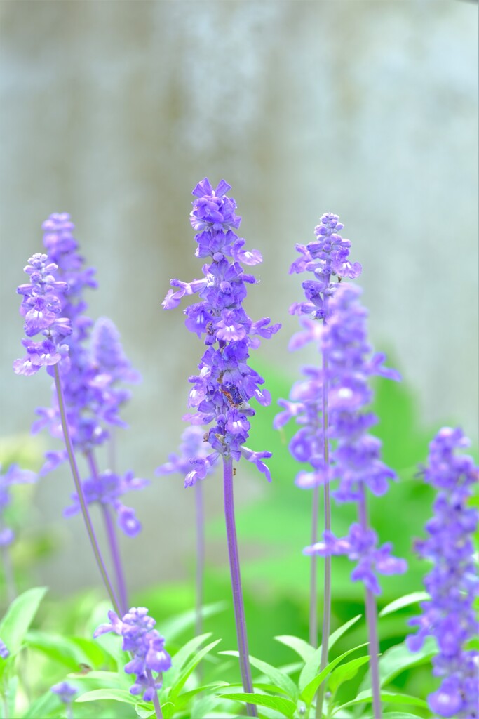 散歩の途中で。９