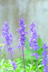 散歩の途中で。９