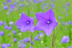 散歩の途中で。７