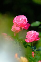 散歩の途中で。Ⅴ