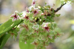 ウコン桜
