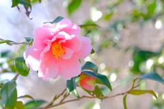 散歩の途中で。⑩