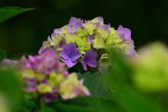 紫陽花（２）