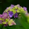 紫陽花（２）
