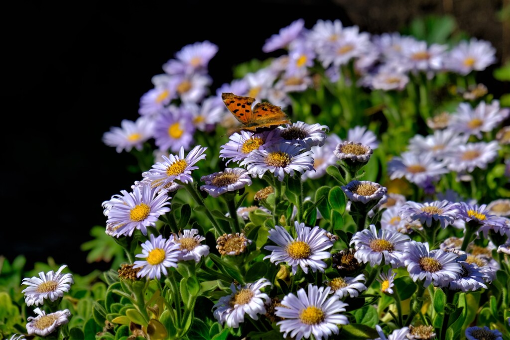 散歩の途中で。Ⅰ