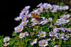 散歩の途中で。Ⅰ