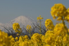 菜の花-２