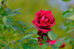 散歩の途中で、Ⅴ