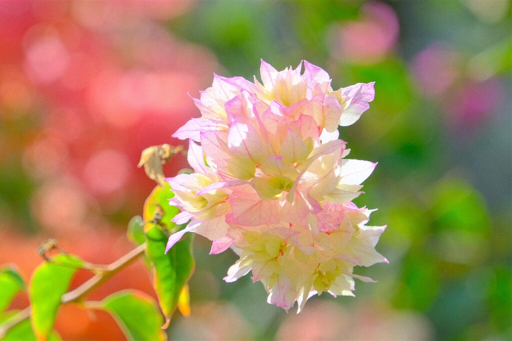 散歩の途中で。①