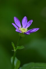 ミヤコワスレ
