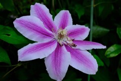 散歩の途中で。Ⅸ