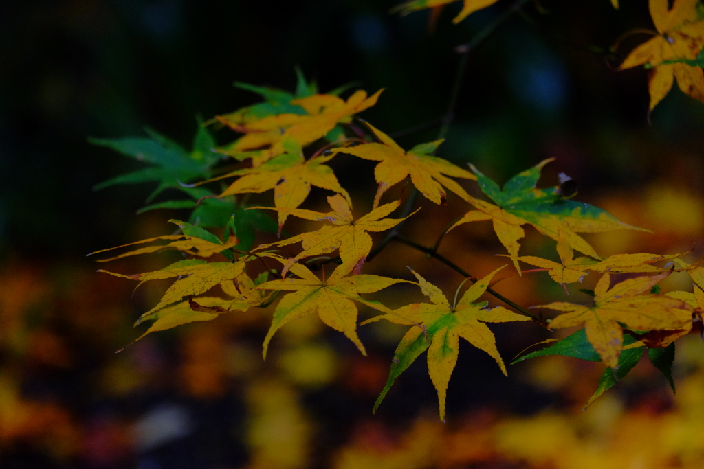 散歩の途中で　遠出④