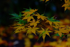 散歩の途中で　遠出④