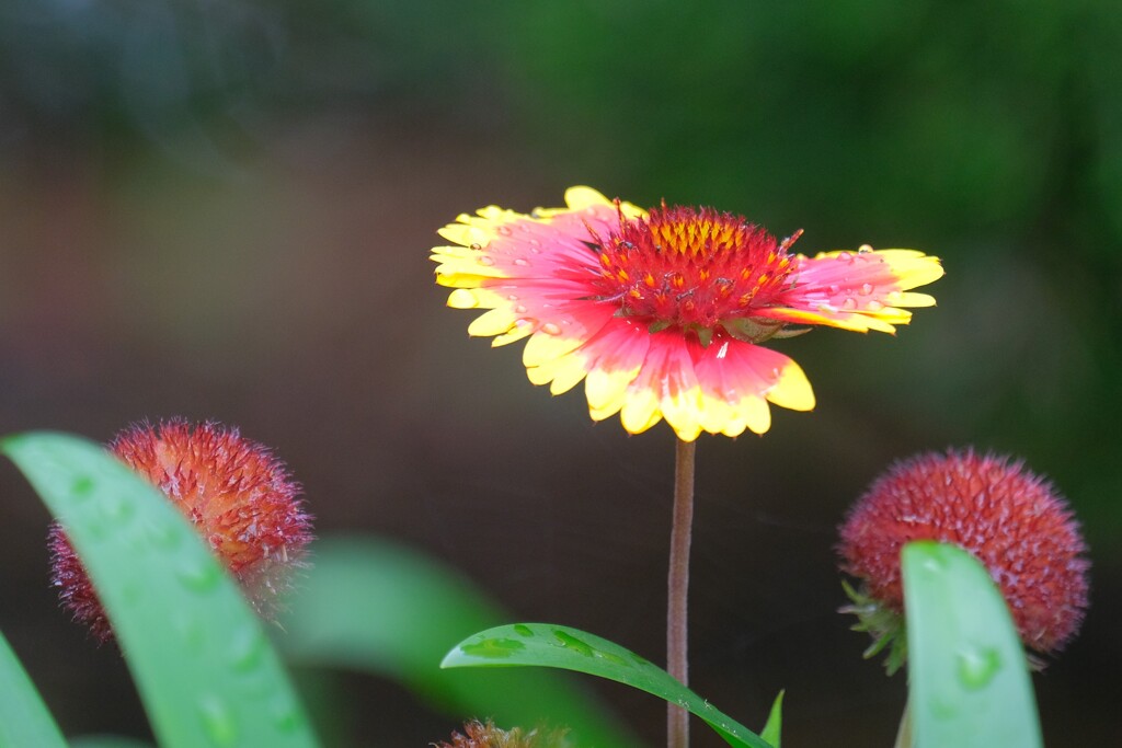 散歩の途中で。