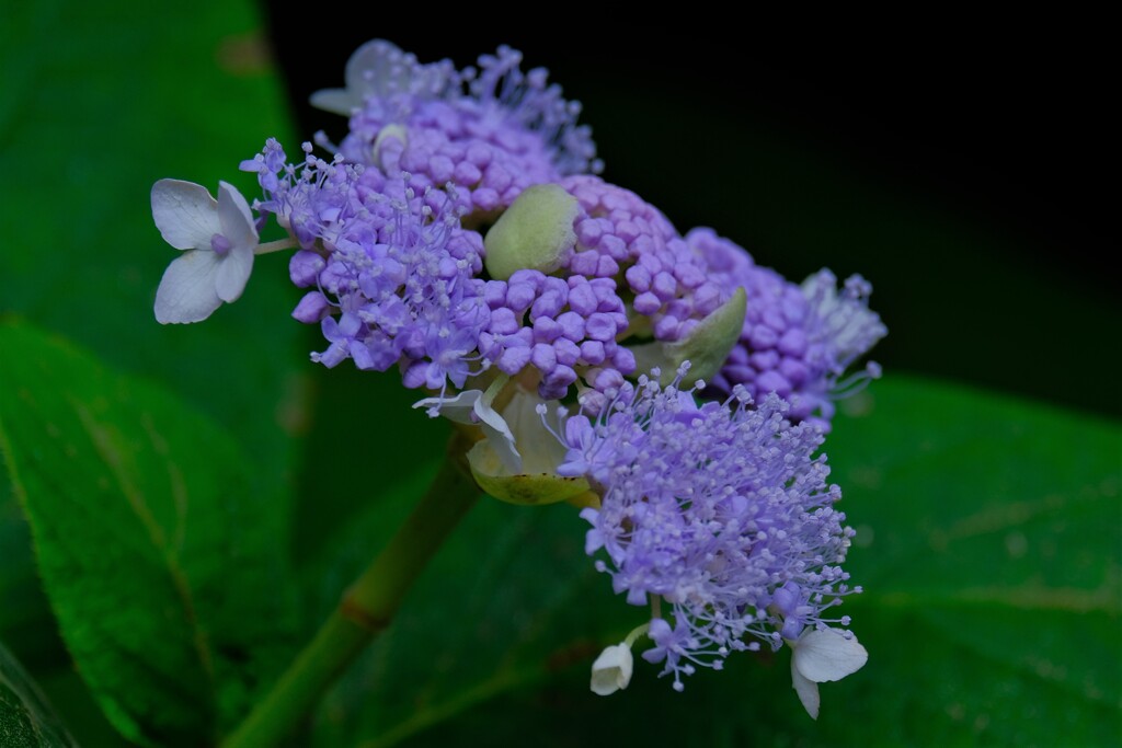 散歩の途中で。①