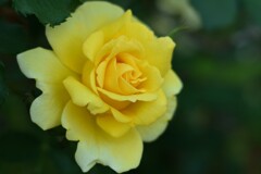 薔薇-5