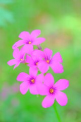 散歩の途中で。Ⅸ