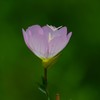 DSCF8521