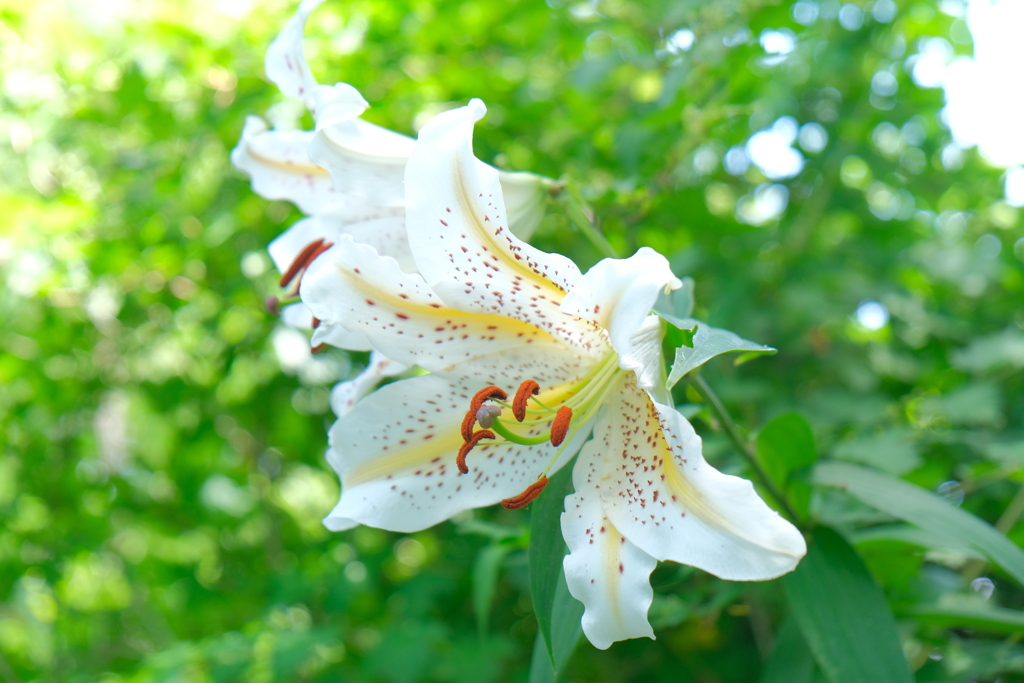 散歩の途中で。