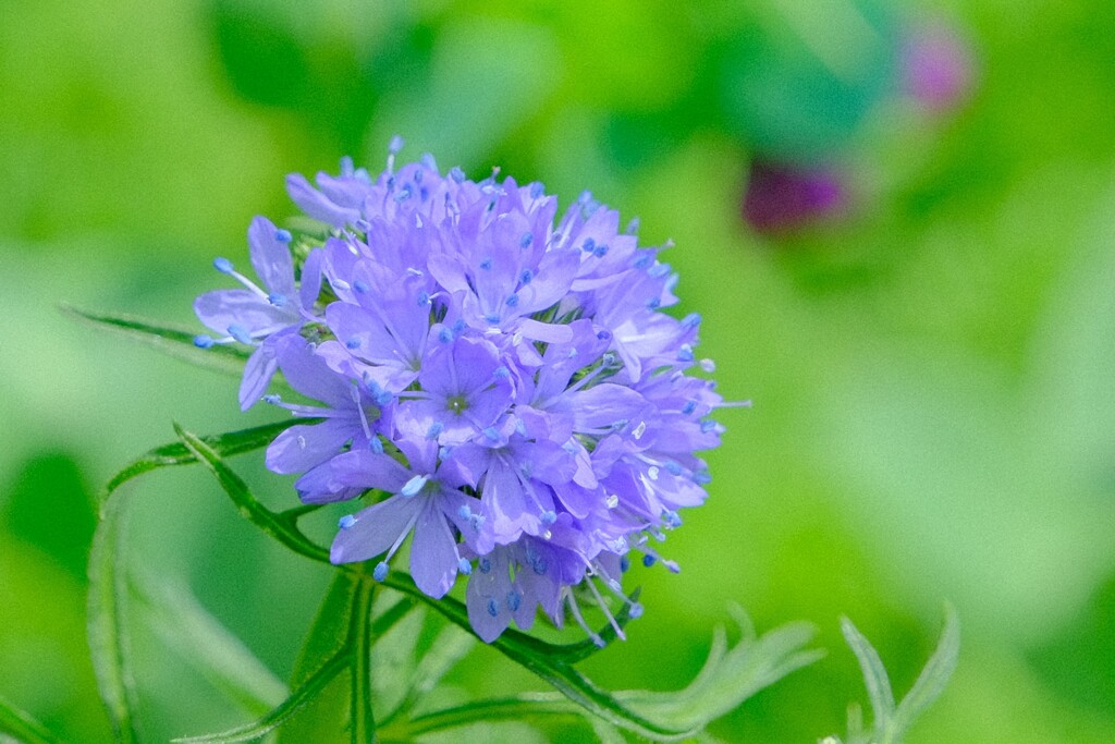 散歩の途中で。①