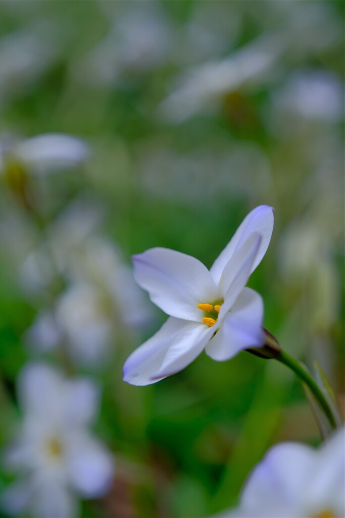 散歩の途中で。⑧