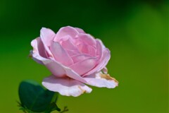 散歩の途中で。Ⅱ