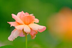 散歩の途中で。