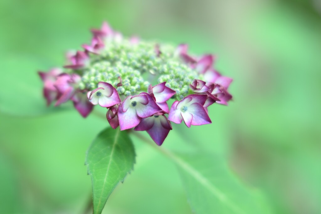 紫陽花-2