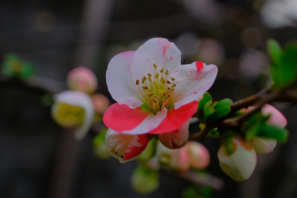 散歩の途中で。Ⅵ