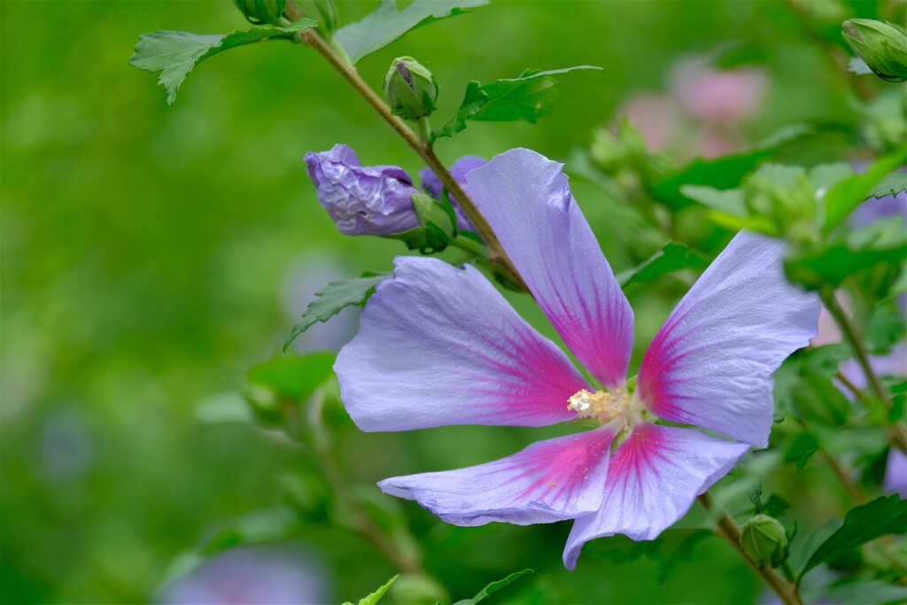 散歩の途中で。③
