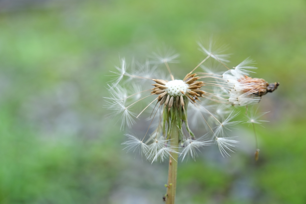 散歩の途中で。6