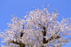 散歩の途中で。7