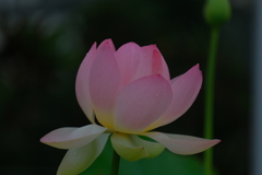 散歩の途中で。