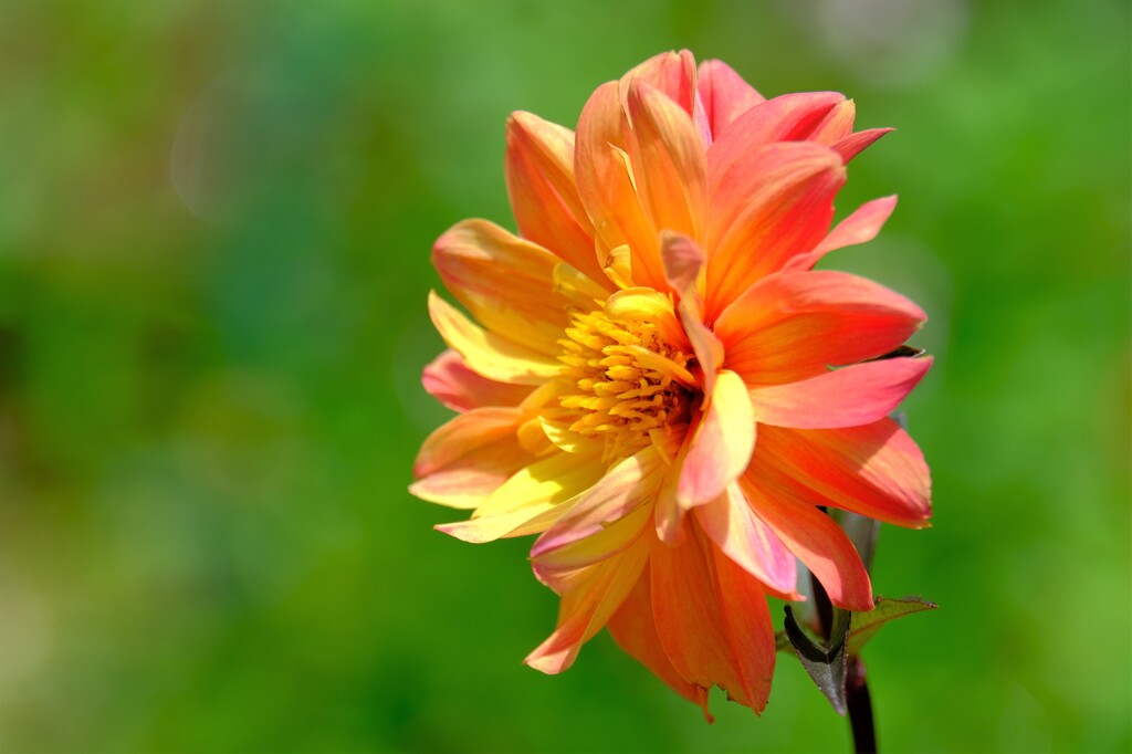 散歩の途中で。（９）