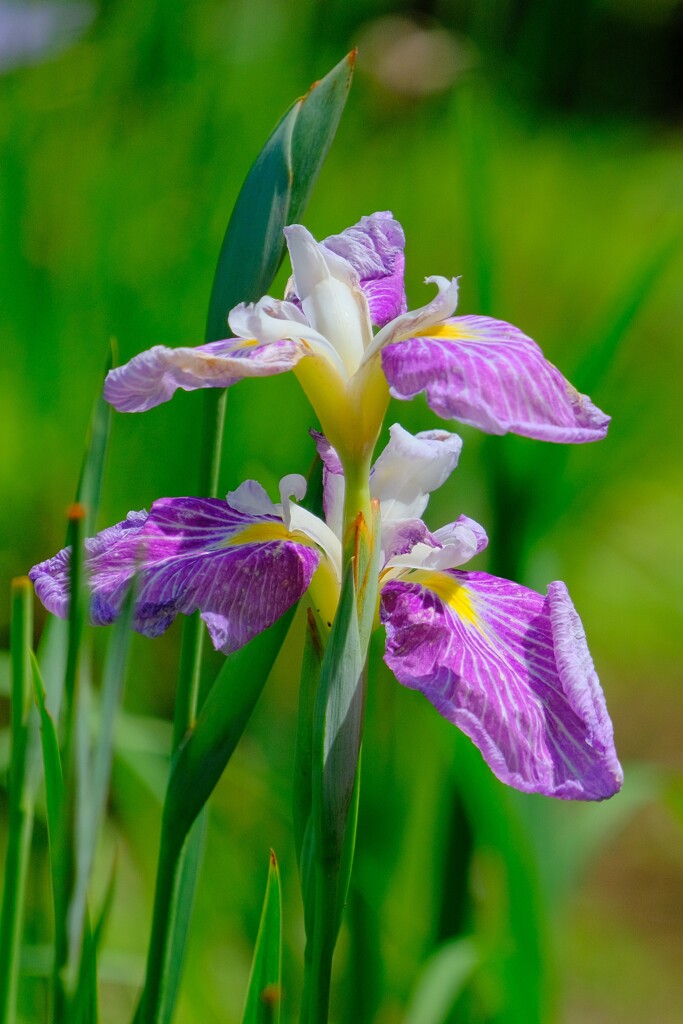 散歩の途中で。