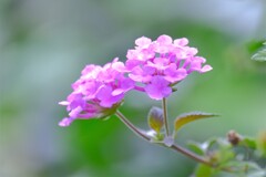 散歩の途中で。④