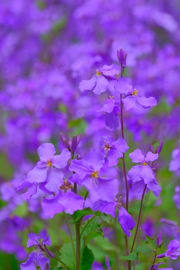 散歩の途中で。Ⅵ