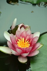 睡蓮-2
