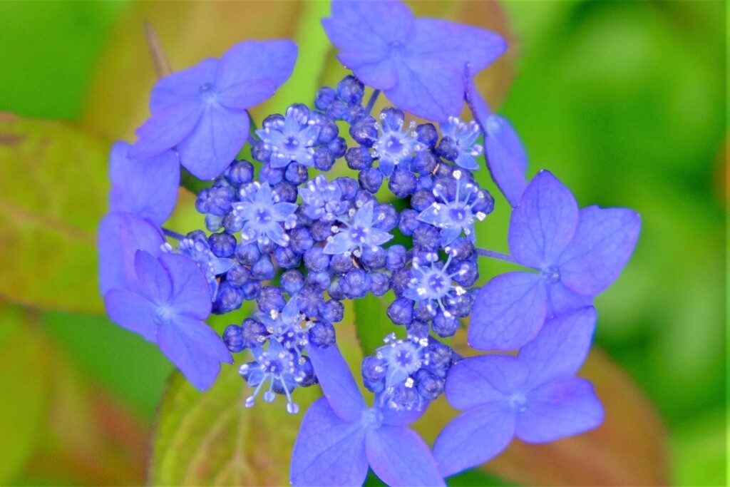 紫陽花（４）