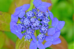紫陽花（４）