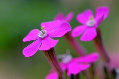 散歩の途中で。Ⅳ